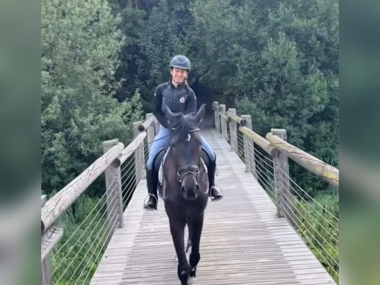 Westphalien Hongre 4 Ans 172 cm Bai brun in St Vith