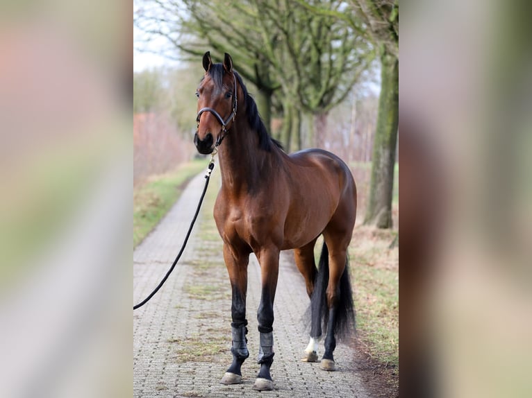 Westphalien Hongre 4 Ans 172 cm Bai in Harreveld