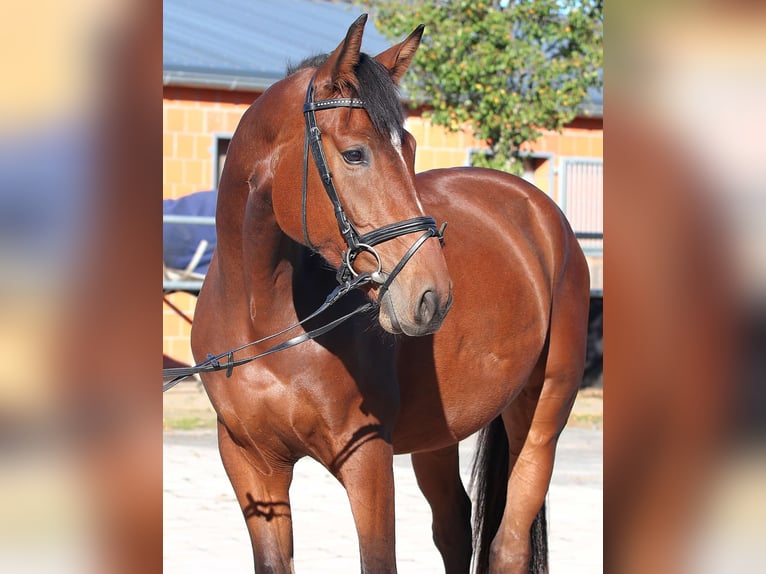 Westphalien Hongre 4 Ans 172 cm Bai in Salzkotten