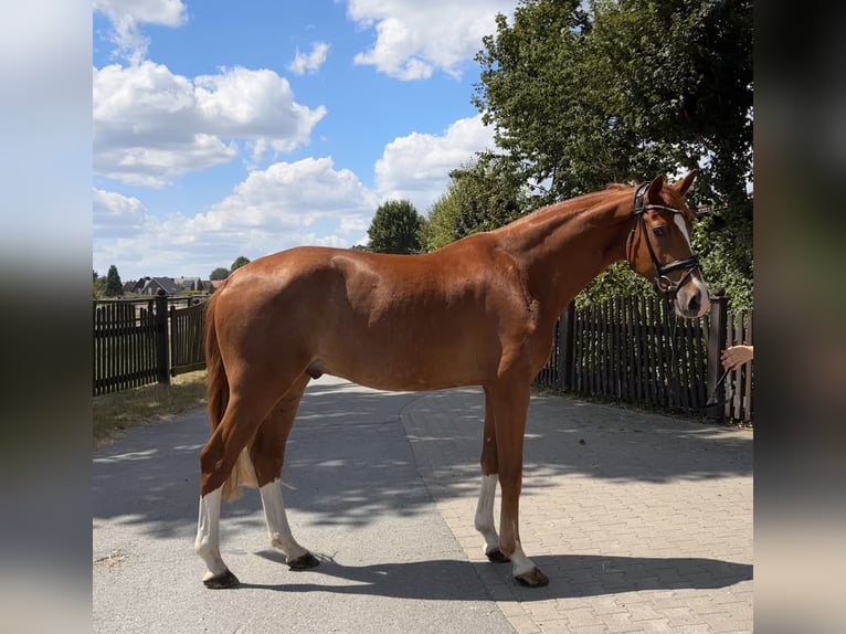 Westphalien Hongre 4 Ans 173 cm Alezan in Telgte