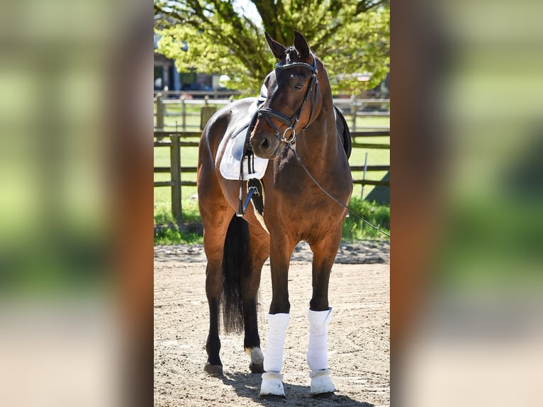 Westphalien Hongre 4 Ans 173 cm Bai in Ascheberg