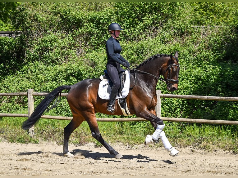 Westphalien Hongre 4 Ans 173 cm Bai in Ascheberg