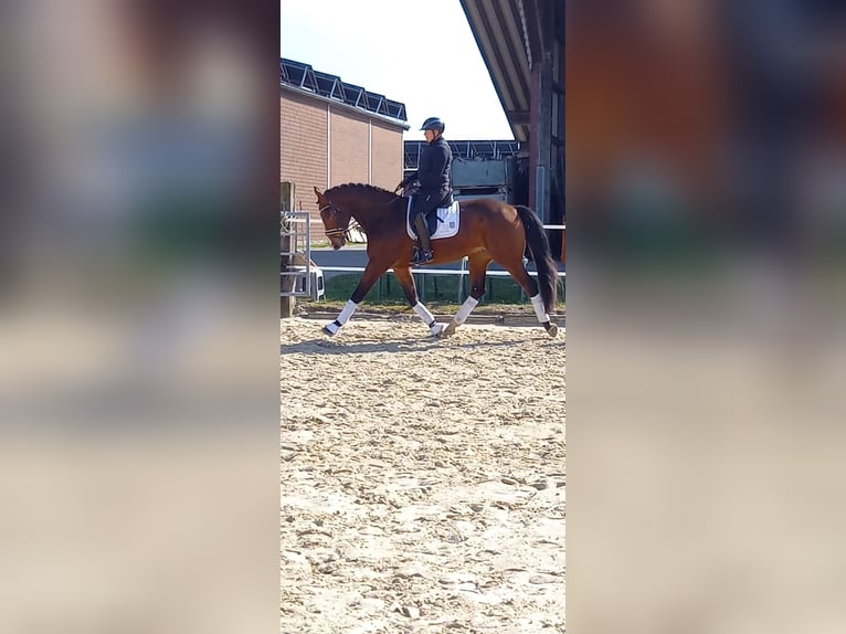 Westphalien Hongre 4 Ans 173 cm Bai in Rhede