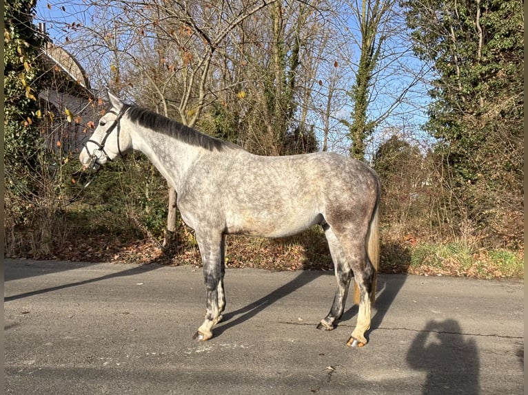 Westphalien Hongre 4 Ans 173 cm Gris in Kruft
