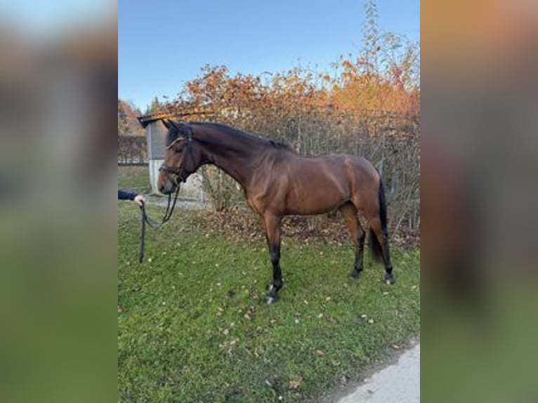 Westphalien Hongre 4 Ans 174 cm Bai in Chieming