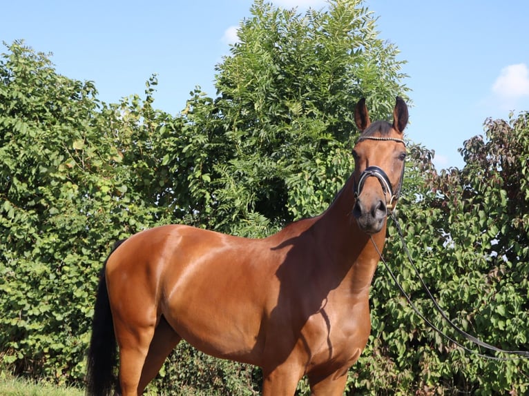 Westphalien Hongre 4 Ans 174 cm Bai in M&#xFC;nster