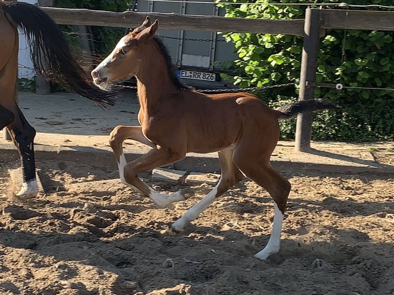 Westphalien Hongre 4 Ans 175 cm Bai in Lingen