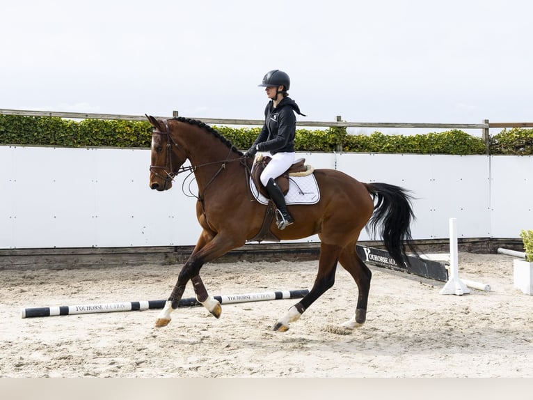 Westphalien Hongre 4 Ans 175 cm Bai in Waddinxveen