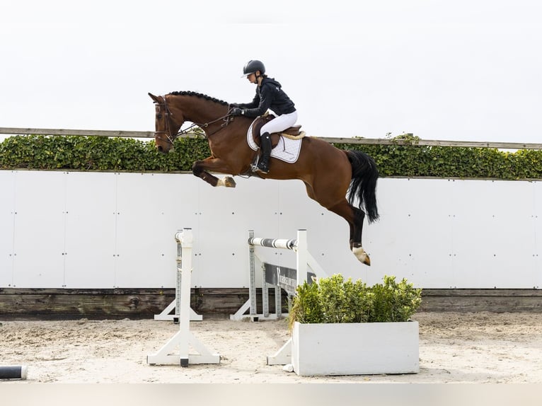 Westphalien Hongre 4 Ans 175 cm Bai in Waddinxveen