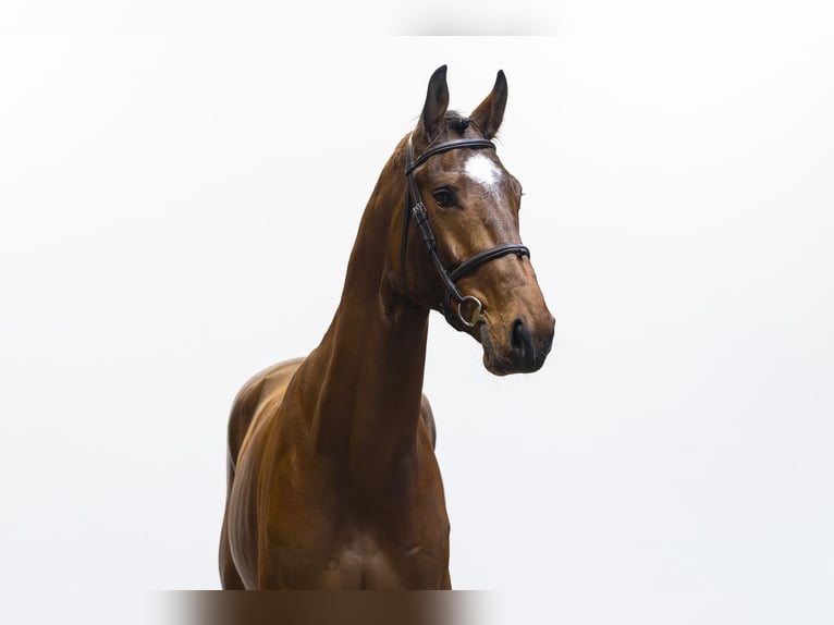 Westphalien Hongre 4 Ans 175 cm Bai in Waddinxveen