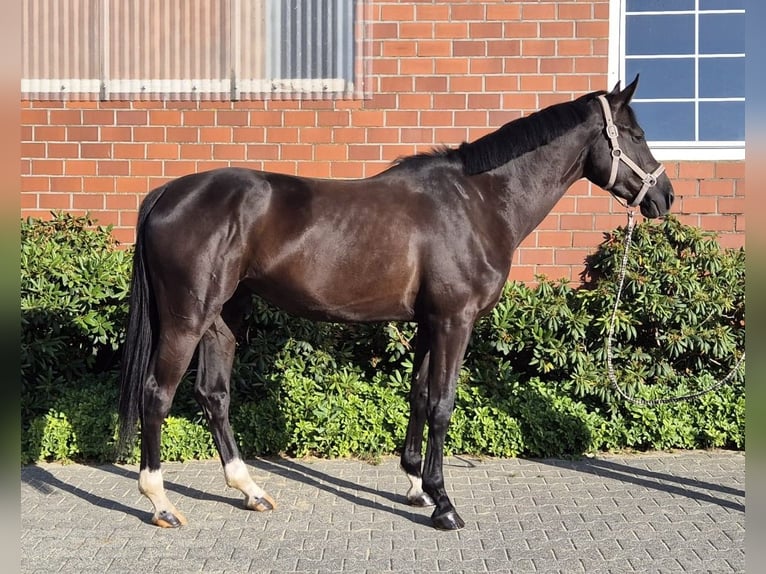 Westphalien Hongre 4 Ans 175 cm Noir in Soest