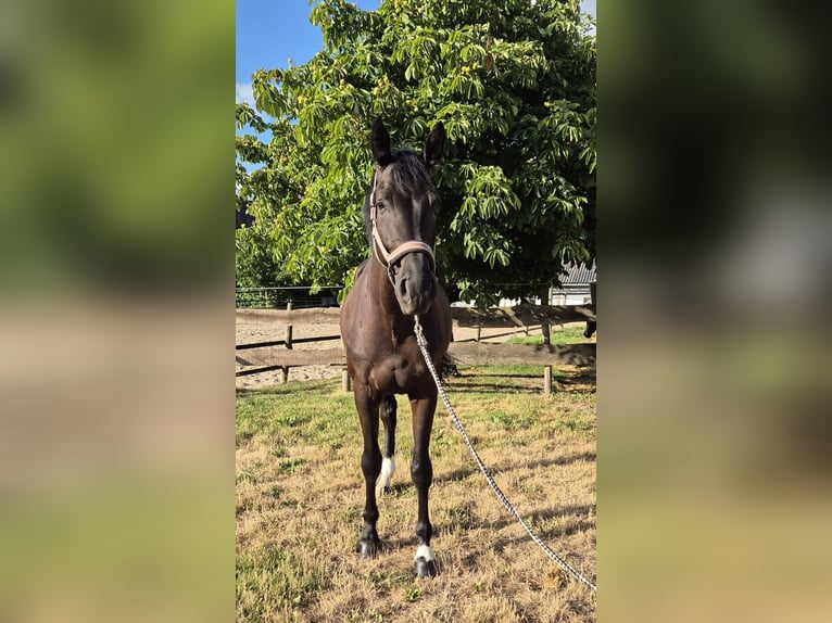 Westphalien Hongre 4 Ans 175 cm Noir in Soest