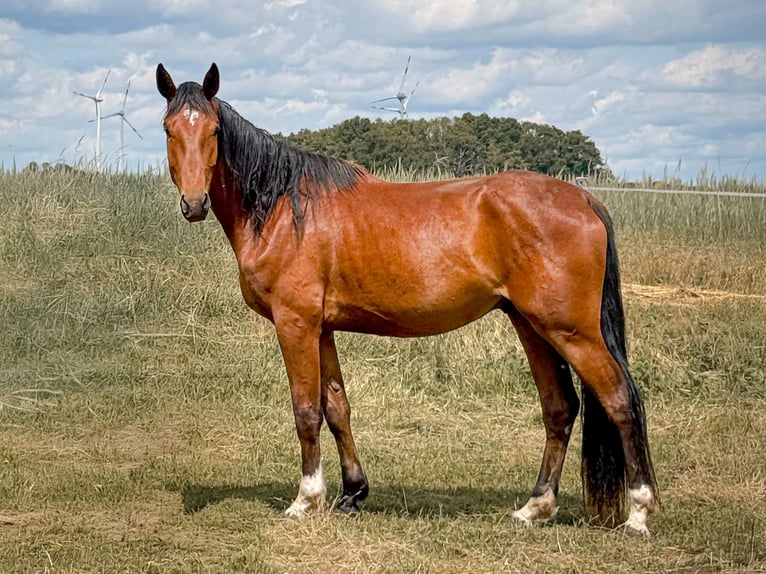 Westphalien Hongre 4 Ans 176 cm Bai in Falck