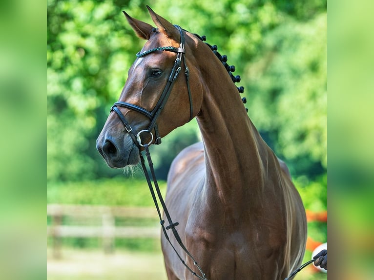 Westphalien Hongre 4 Ans 176 cm Bai in M&#xFC;nster-Handorf