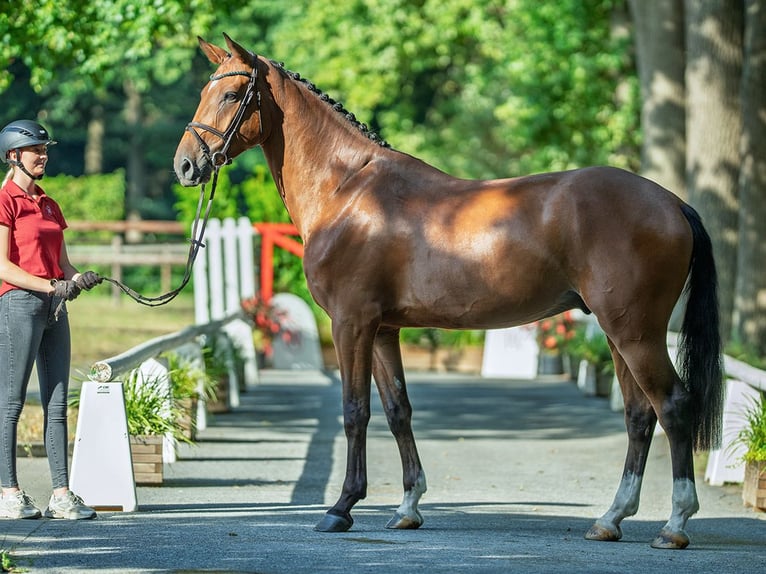 Westphalien Hongre 4 Ans 176 cm Bai in M&#xFC;nster-Handorf