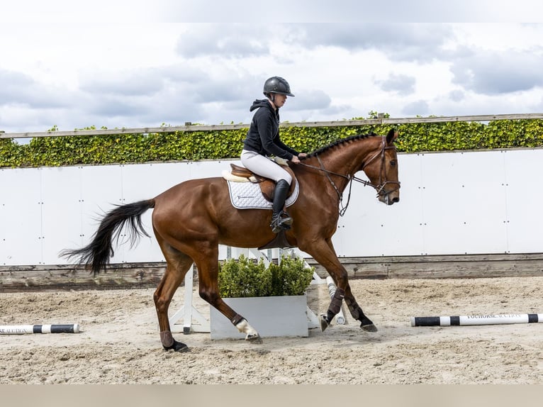 Westphalien Hongre 4 Ans 176 cm Bai in Waddinxveen