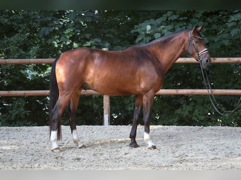 Westphalien Hongre 4 Ans 177 cm Bai in Wuppertal