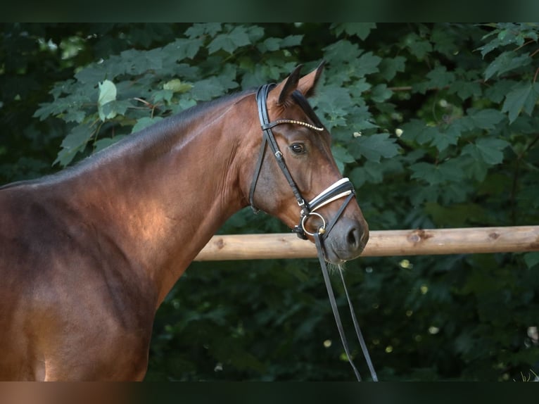 Westphalien Hongre 4 Ans 177 cm Bai in Wuppertal