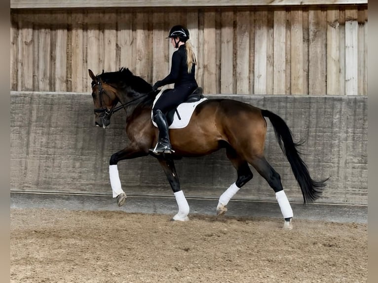 Westphalien Hongre 4 Ans 177 cm Bai in Limburg an der Lahn