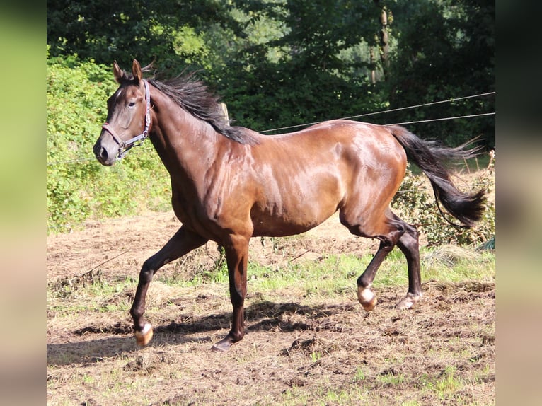 Westphalien Hongre 4 Ans 178 cm Bai brun foncé in Minden