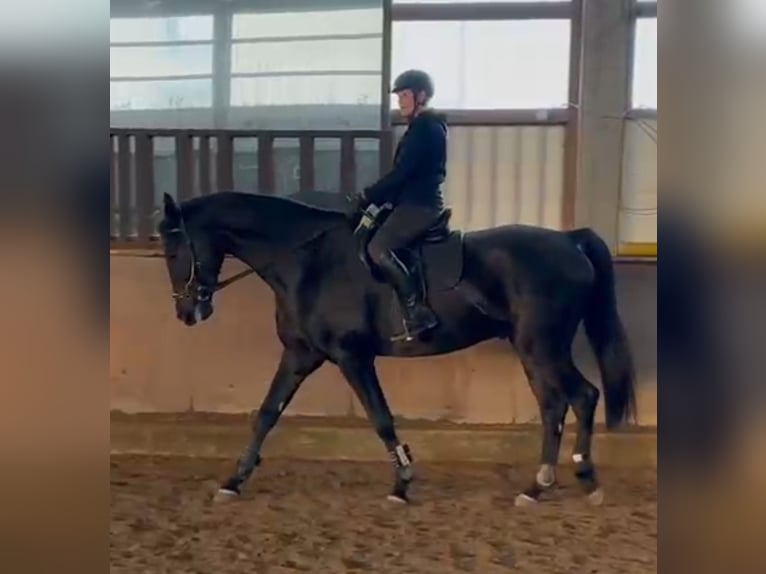 Westphalien Hongre 4 Ans 178 cm Noir in Leopoldsh&#xF6;he