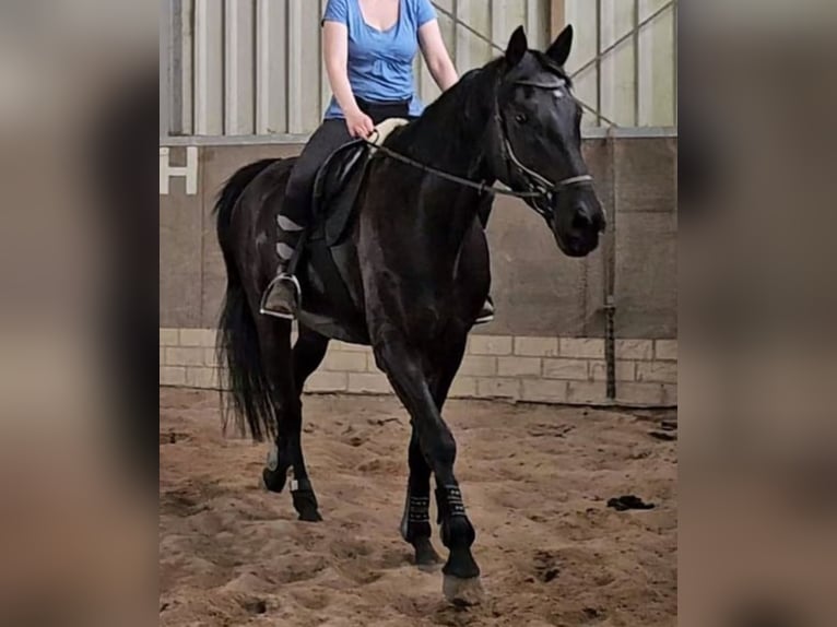 Westphalien Hongre 4 Ans 178 cm Noir in Leopoldsh&#xF6;he