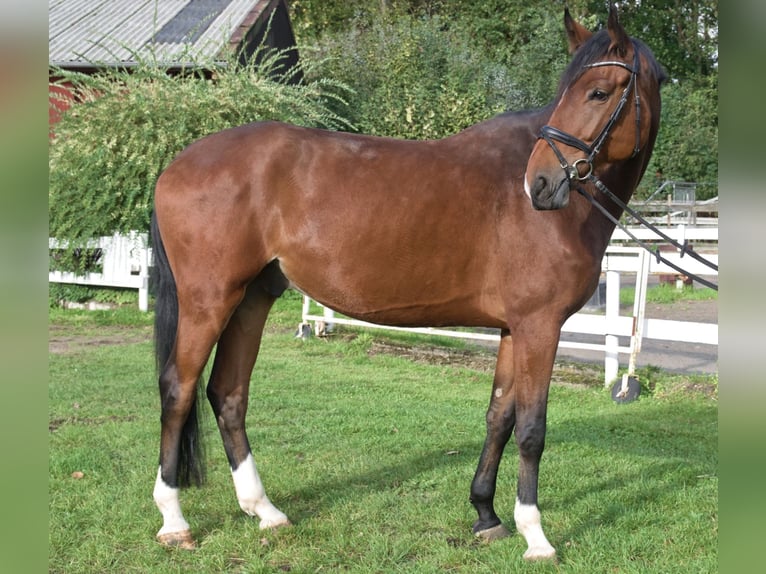 Westphalien Hongre 4 Ans 180 cm Bai in Bohmte