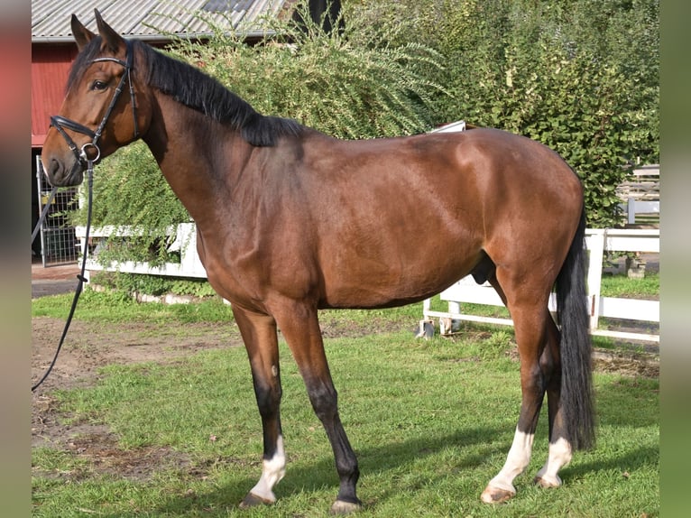 Westphalien Hongre 4 Ans 180 cm Bai in Bohmte