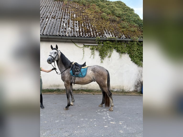 Westphalien Hongre 4 Ans 180 cm Gris in Mayen