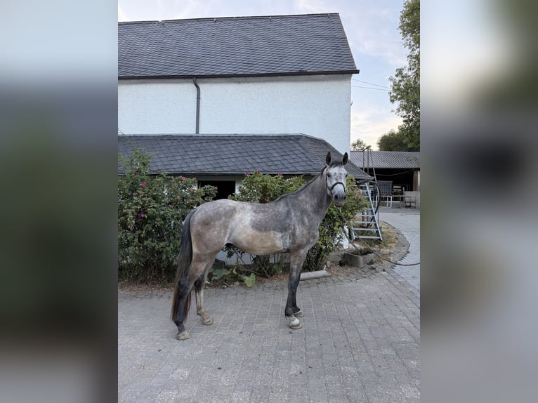 Westphalien Hongre 4 Ans 180 cm Gris in Mayen