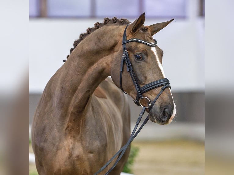 Westphalien Hongre 4 Ans Alezan brûlé in Münster-Handorf