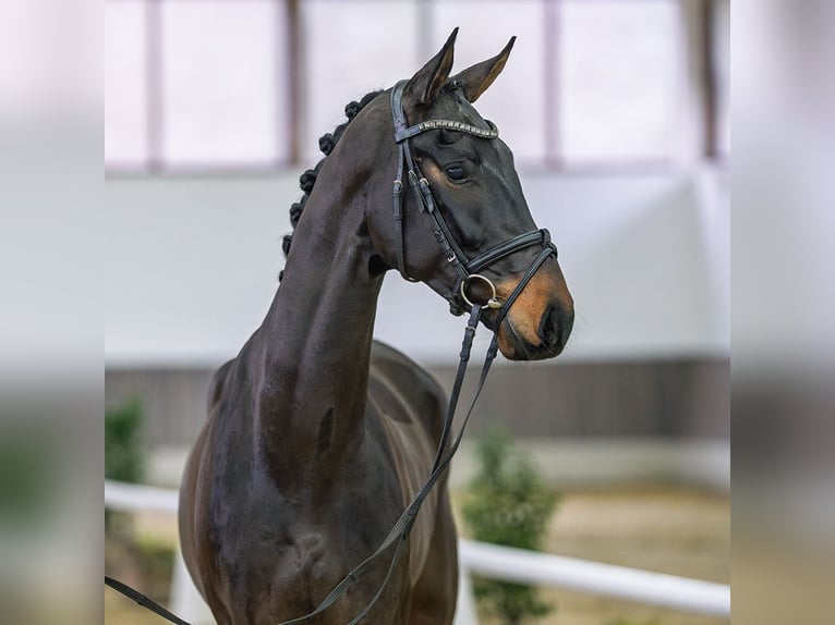 Westphalien Hongre 4 Ans Bai brun in Münster-Handorf