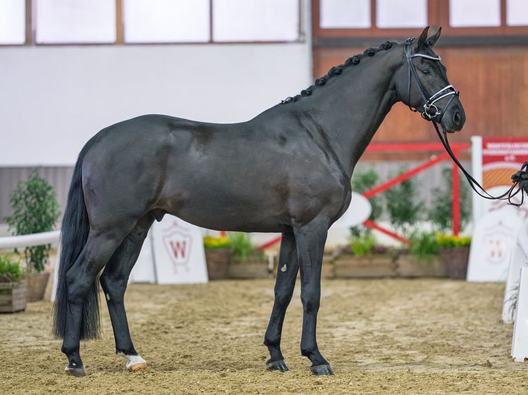 Westphalien Hongre 4 Ans in Münster-Handorf