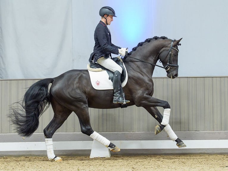 Westphalien Hongre 4 Ans in Münster-Handorf