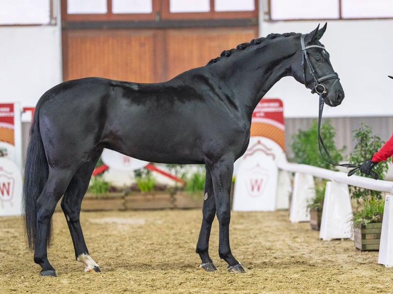 Westphalien Hongre 4 Ans Noir in Münster-Handorf