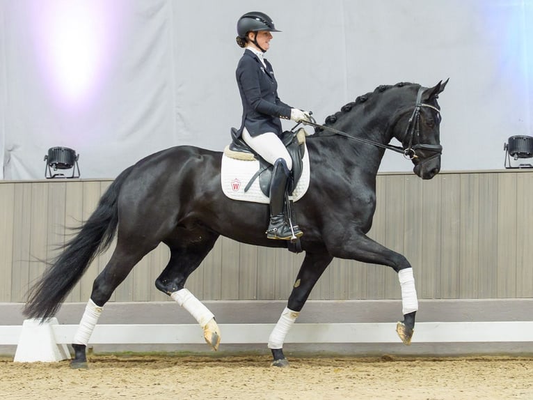 Westphalien Hongre 4 Ans Noir in Münster-Handorf