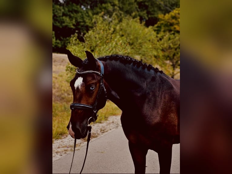 Westphalien Croisé Hongre 5 Ans 155 cm Bai brun in Hörsching