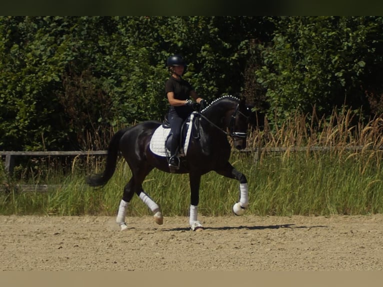 Westphalien Hongre 5 Ans 162 cm Bai brun foncé in Iserlohn