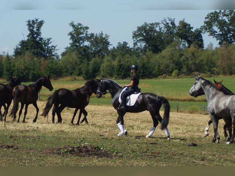Westphalien Hongre 5 Ans 162 cm Bai brun foncé in Iserlohn