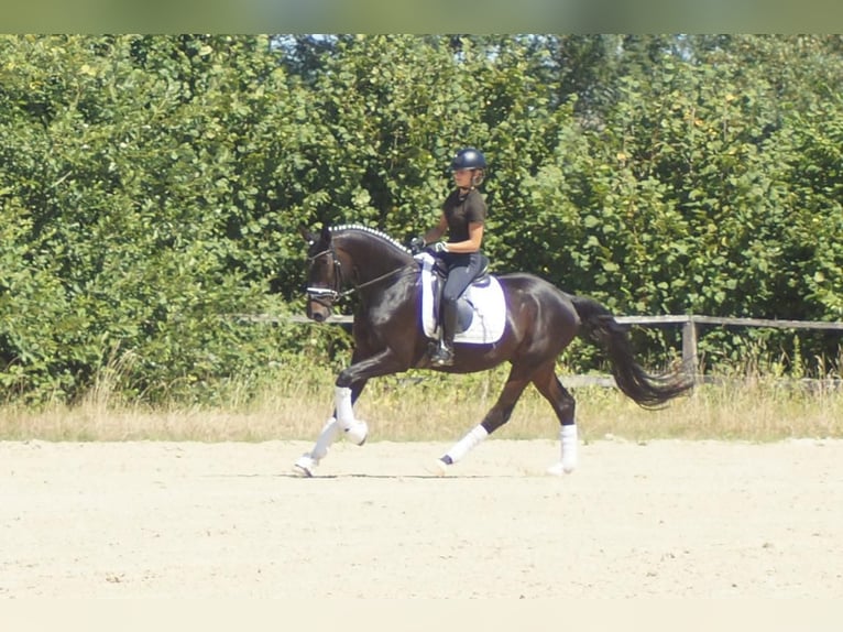 Westphalien Hongre 5 Ans 162 cm Bai brun foncé in Iserlohn