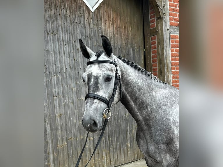 Westphalien Hongre 5 Ans 162 cm in Havixbeck