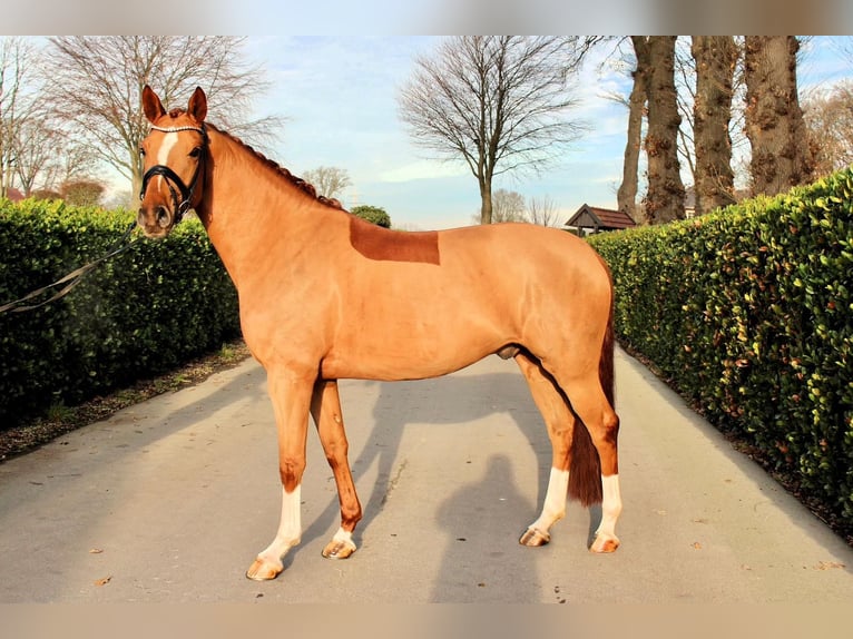 Westphalien Hongre 5 Ans 163 cm Alezan brûlé in Vechta