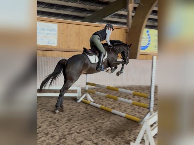 Westphalien Hongre 5 Ans 163 cm Bai brun in Schenklengsfeld