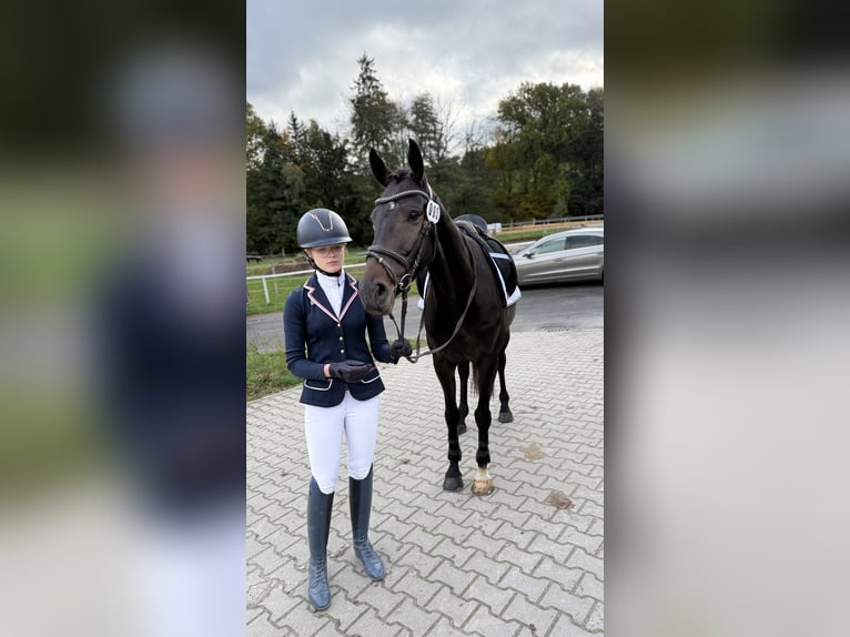 Westphalien Hongre 5 Ans 163 cm Bai brun in Schenklengsfeld