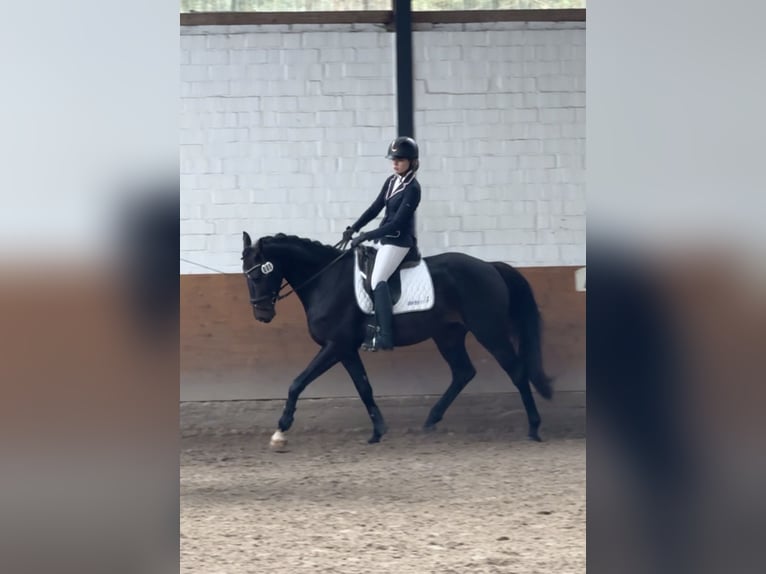 Westphalien Hongre 5 Ans 163 cm Bai brun in Schenklengsfeld