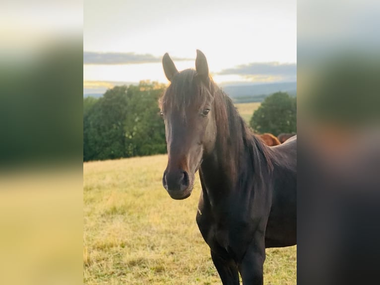 Westphalien Hongre 5 Ans 163 cm Bai brun foncé in Weiskirchen