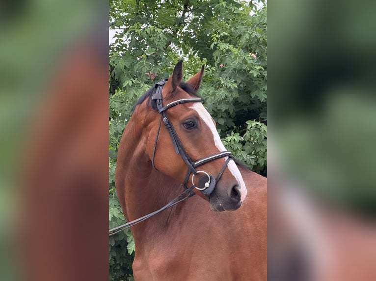 Westphalien Hongre 5 Ans 163 cm Bai in Lengdorf