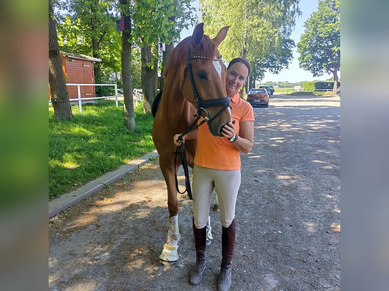Westphalien Hongre 5 Ans 164 cm Alezan in Velen