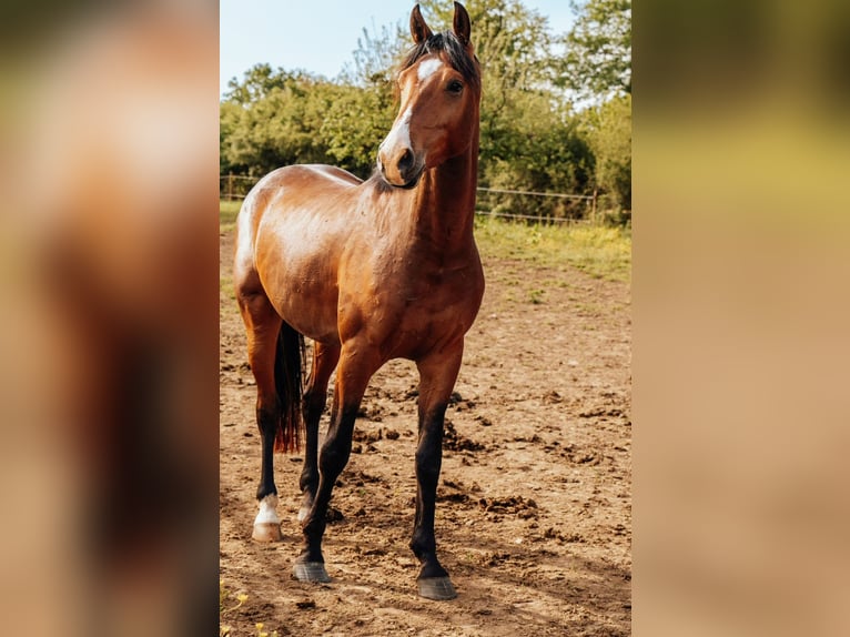 Westphalien Hongre 5 Ans 164 cm Bai in Ensch