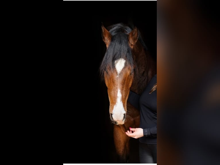 Westphalien Hongre 5 Ans 164 cm Bai in Ensch